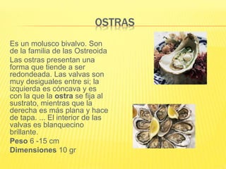 OSTRAS
Es un molusco bivalvo. Son
de la familia de las Ostreoida
Las ostras presentan una
forma que tiende a ser
redondeada. Las valvas son
muy desiguales entre si; la
izquierda es cóncava y es
con la que la ostra se fija al
sustrato, mientras que la
derecha es más plana y hace
de tapa. ... El interior de las
valvas es blanquecino
brillante.
Peso 6 -15 cm
Dimensiones 10 gr
 
