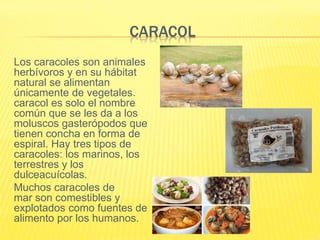 CARACOL
Los caracoles son animales
herbívoros y en su hábitat
natural se alimentan
únicamente de vegetales.
caracol es solo el nombre
común que se les da a los
moluscos gasterópodos que
tienen concha en forma de
espiral. Hay tres tipos de
caracoles: los marinos, los
terrestres y los
dulceacuícolas.
Muchos caracoles de
mar son comestibles y
explotados como fuentes de
alimento por los humanos.
 