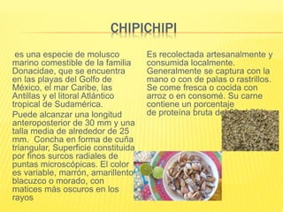 CHIPICHIPI
es una especie de molusco
marino comestible de la familia
Donacidae, que se encuentra
en las playas del Golfo de
México, el mar Caribe, las
Antillas y el litoral Atlántico
tropical de Sudamérica.
Puede alcanzar una longitud
anteroposterior de 30 mm y una
talla media de alrededor de 25
mm. Concha en forma de cuña
triangular, Superficie constituida
por finos surcos radiales de
puntas microscópicas. El color
es variable, marrón, amarillento,
blacuzco o morado, con
matices más oscuros en los
rayos
Es recolectada artesanalmente y
consumida localmente.
Generalmente se captura con la
mano o con de palas o rastrillos.
Se come fresca o cocida con
arroz o en consomé. Su carne
contiene un porcentaje
de proteína bruta del 60 al 75%
 
