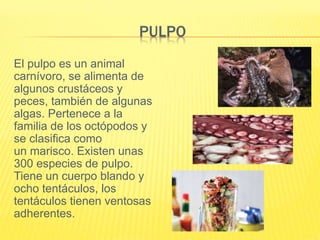 PULPO
El pulpo es un animal
carnívoro, se alimenta de
algunos crustáceos y
peces, también de algunas
algas. Pertenece a la
familia de los octópodos y
se clasifica como
un marisco. Existen unas
300 especies de pulpo.
Tiene un cuerpo blando y
ocho tentáculos, los
tentáculos tienen ventosas
adherentes.
 