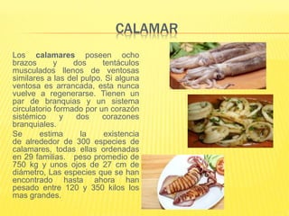CALAMAR
Los calamares poseen ocho
brazos y dos tentáculos
musculados llenos de ventosas
similares a las del pulpo. Si alguna
ventosa es arrancada, esta nunca
vuelve a regenerarse. Tienen un
par de branquias y un sistema
circulatorio formado por un corazón
sistémico y dos corazones
branquiales.
Se estima la existencia
de alrededor de 300 especies de
calamares, todas ellas ordenadas
en 29 familias. peso promedio de
750 kg y unos ojos de 27 cm de
diámetro, Las especies que se han
encontrado hasta ahora han
pesado entre 120 y 350 kilos los
mas grandes.
 
