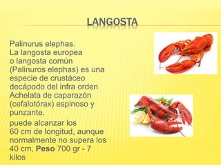 LANGOSTA
Palinurus elephas.
La langosta europea
o langosta común
(Palinuros elephas) es una
especie de crustáceo
decápodo del infra orden
Achelata de caparazón
(cefalotórax) espinoso y
punzante.
puede alcanzar los
60 cm de longitud, aunque
normalmente no supera los
40 cm, Peso 700 gr - 7
kilos
 