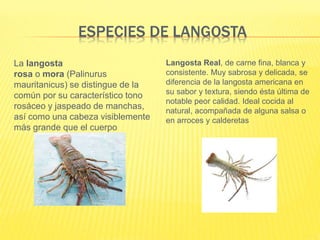 ESPECIES DE LANGOSTA
La langosta
rosa o mora (Palinurus
mauritanicus) se distingue de la
común por su característico tono
rosáceo y jaspeado de manchas,
así como una cabeza visiblemente
más grande que el cuerpo
Langosta Real, de carne fina, blanca y
consistente. Muy sabrosa y delicada, se
diferencia de la langosta americana en
su sabor y textura, siendo ésta última de
notable peor calidad. Ideal cocida al
natural, acompañada de alguna salsa o
en arroces y calderetas
 