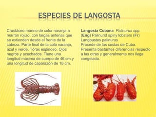 ESPECIES DE LANGOSTA
Crustáceo marino de color naranja a
marrón rojizo, con largas antenas que
se extienden desde el frente de la
cabeza. Parte final de la cola naranja,
azul y verde. Tórax espinoso. Ojos
negros y acechados. Tiene una
longitud máxima de cuerpo de 46 cm y
una longitud de caparazón de 18 cm.
Langosta Cubana Palinurus spp.
(Eng) Palinurid spiny lobsters (Fr)
Langoustes palinurus
Procede de las costas de Cuba.
Presenta bastantes diferencias respecto
a las otras y generalmente nos llega
congelada.
 