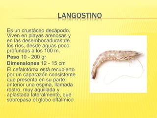 LANGOSTINO
Es un crustáceo decápodo.
Viven en playas arenosas y
en las desembocaduras de
los ríos, desde aguas poco
profundas a los 100 m.
Peso 10 - 200 gr
Dimensiones 12 - 15 cm
El cefalotórax está recubierto
por un caparazón consistente
que presenta en su parte
anterior una espina, llamada
rostro, muy aquillada y
aplastada lateralmente, que
sobrepasa el globo oftálmico
 