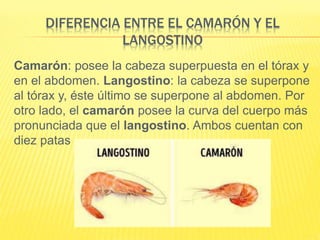 DIFERENCIA ENTRE EL CAMARÓN Y EL
LANGOSTINO
Camarón: posee la cabeza superpuesta en el tórax y
en el abdomen. Langostino: la cabeza se superpone
al tórax y, éste último se superpone al abdomen. Por
otro lado, el camarón posee la curva del cuerpo más
pronunciada que el langostino. Ambos cuentan con
diez patas
 