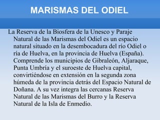MARISMAS DEL ODIEL
La Reserva de la Biosfera de la Unesco y Paraje
Natural de las Marismas del Odiel es un espacio
natural situado en la desembocadura del río Odiel o
ría de Huelva, en la provincia de Huelva (España).
Comprende los municipios de Gibraleón, Aljaraque,
Punta Umbría y el suroeste de Huelva capital,
convirtiéndose en extensión en la segunda zona
húmeda de la provincia detrás del Espacio Natural de
Doñana. A su vez integra las cercanas Reserva
Natural de las Marismas del Burro y la Reserva
Natural de la Isla de Enmedio.
 