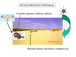 DUNAS MOVILES COSTERAS
Corrales: pinares, enebros, sabinas

Matorral dunar: clavelinas, siemprevivas

 