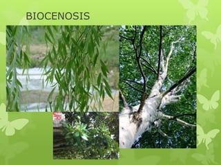 BIOCENOSIS
 