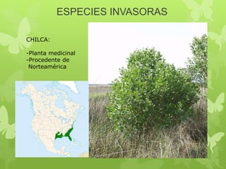 ESPECIES INVASORAS
CHILCA:
-Planta medicinal
-Procedente de
Norteamérica
 