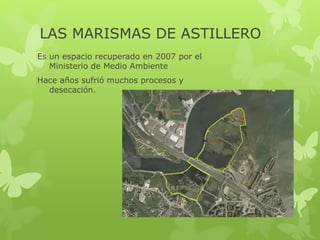 LAS MARISMAS DE ASTILLERO
Es un espacio recuperado en 2007 por el
Ministerio de Medio Ambiente
Hace años sufrió muchos procesos y
desecación.
 