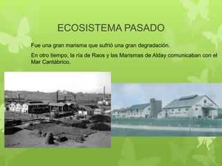 ECOSISTEMA PASADO
Fue una gran marisma que sufrió una gran degradación.
En otro tiempo, la ría de Raos y las Marismas de Alday comunicaban con el
Mar Cantábrico.
 