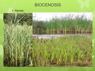 BIOCENOSIS
 Plantas:
 