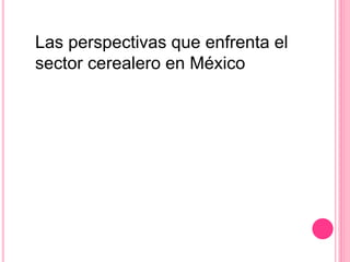 Las perspectivas que enfrenta el
sector cerealero en México
 