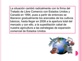 La situación cambió radicalmente con la firma del
Tratado de Libre Comercio con Estados Unidos y
Canadá en 1994, pues a partir de entonces se
liberaron gradualmente los aranceles de los cultivos
básicos, hasta llegar en 2008 a la apertura total del
mercado y con ello, a la supeditación cabal de
nuestra agricultura a las estrategias de expansión
comercial de Estados Unidos
 
