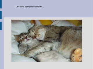 Um sono tranquilo e amável.... 