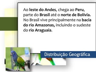 Ao leste do Andes, chega ao Peru, parte do Brasil até o norte de Bolívia. No
Brasil vive principalmente na bacia do rio Amazonas, incluindo o sudeste do
rio Araguaia.
Distribuição Geográfica
Ao leste do Andes, chega ao Peru,
parte do Brasil até o norte de Bolívia.
No Brasil vive principalmente na bacia
do rio Amazonas, incluindo o sudeste
do rio Araguaia.
 