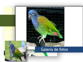 Ao leste do Andes, chega ao Peru, parte do Brasil até o norte de Bolívia. No
Brasil vive principalmente na bacia do rio Amazonas, incluindo o sudeste do
rio Araguaia.
Galeria de fotos
 