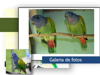 Ao leste do Andes, chega ao Peru, parte do Brasil até o norte de Bolívia. No
Brasil vive principalmente na bacia do rio Amazonas, incluindo o sudeste do
rio Araguaia.
Galeria de fotos
 