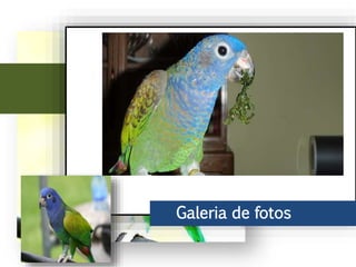 Ao leste do Andes, chega ao Peru, parte do Brasil até o norte de Bolívia. No
Brasil vive principalmente na bacia do rio Amazonas, incluindo o sudeste do
rio Araguaia.
Galeria de fotos
 