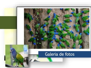 Ao leste do Andes, chega ao Peru, parte do Brasil até o norte de Bolívia. No
Brasil vive principalmente na bacia do rio Amazonas, incluindo o sudeste do
rio Araguaia.
Galeria de fotos
 