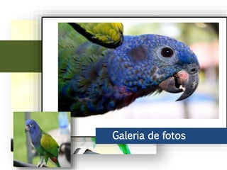 Ao leste do Andes, chega ao Peru, parte do Brasil até o norte de Bolívia. No
Brasil vive principalmente na bacia do rio Amazonas, incluindo o sudeste do
rio Araguaia.
Galeria de fotos
 