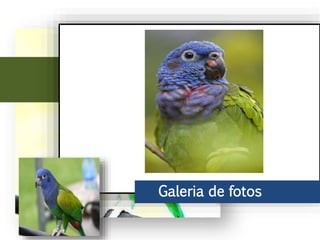 Ao leste do Andes, chega ao Peru, parte do Brasil até o norte de Bolívia. No
Brasil vive principalmente na bacia do rio Amazonas, incluindo o sudeste do
rio Araguaia.
Galeria de fotos
 