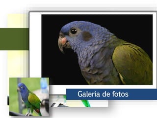 Ao leste do Andes, chega ao Peru, parte do Brasil até o norte de Bolívia. No
Brasil vive principalmente na bacia do rio Amazonas, incluindo o sudeste do
rio Araguaia.
Galeria de fotos
 