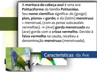 A maritaca-de-cabeça-azul é uma ave
Psittaciforme da família Psittacidae.
Seu nome científico significa: do (grego)
pion, pionos = gordo; e do (latim) menstruus
= menstrual, (com as penas subcaudais
vermelhas). ⇒ (Ave) gorda menstruada ou
(ave) gorda com o crisso vermelho. Devido à
faixa vermelha na cauda, recebeu a
denominação menstruus (menstruada).
Características da Ave
 