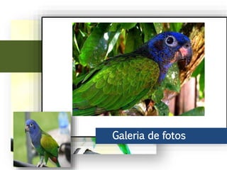 Ao leste do Andes, chega ao Peru, parte do Brasil até o norte de Bolívia. No
Brasil vive principalmente na bacia do rio Amazonas, incluindo o sudeste do
rio Araguaia.
Galeria de fotos
 