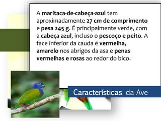 A maritaca-de-cabeça-azul tem
aproximadamente 27 cm de comprimento
e pesa 245 g. É principalmente verde, com
a cabeça azul, incluso o pescoço e peito. A
face inferior da cauda é vermelha,
amarelo nos abrigos da asa e penas
vermelhas e rosas ao redor do bico.
Características da Ave
 