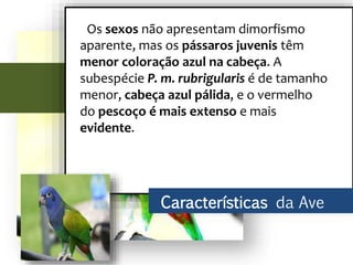 Os sexos não apresentam dimorfismo
aparente, mas os pássaros juvenis têm
menor coloração azul na cabeça. A
subespécie P. m. rubrigularis é de tamanho
menor, cabeça azul pálida, e o vermelho
do pescoço é mais extenso e mais
evidente.
Características da Ave
 