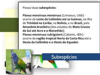 Possui duas subespécies:
Pionus menstruus menstruus (Linnaeus, 1766) -
ocorre do Leste da Colômbia até as Guianas, na Ilha
de Trinidad no Caribe, na Bolívia, e no Brasil, pela
Amazônia brasileira (dos estados do Mato Grosso
do Sul até Acre e o Maranhão);
Pionus menstruus rubrigularis (Cabanis, 1881) -
ocorre da região tropical Norte da Costa Rica até o
Oeste da Colômbia e o Oeste do Equador.
Subespécies
 