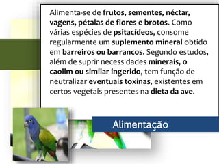Alimenta-se de frutos, sementes, néctar,
vagens, pétalas de flores e brotos. Como
várias espécies de psitacídeos, consome
regularmente um suplemento mineral obtido
em barreiros ou barrancos. Segundo estudos,
além de suprir necessidades minerais, o
caolim ou similar ingerido, tem função de
neutralizar eventuais toxinas, existentes em
certos vegetais presentes na dieta da ave.
Alimentação
 