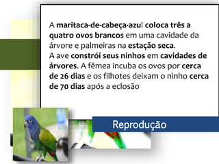 A maritaca-de-cabeça-azul coloca três a
quatro ovos brancos em uma cavidade da
árvore e palmeiras na estação seca.
A ave constrói seus ninhos em cavidades de
árvores. A fêmea incuba os ovos por cerca
de 26 dias e os filhotes deixam o ninho cerca
de 70 dias após a eclosão
Reprodução
 