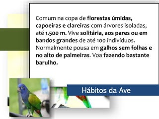 Comum na copa de florestas úmidas,
capoeiras e clareiras com árvores isoladas,
até 1.500 m. Vive solitária, aos pares ou em
bandos grandes de até 100 indivíduos.
Normalmente pousa em galhos sem folhas e
no alto de palmeiras. Voa fazendo bastante
barulho.
Hábitos da Ave
 