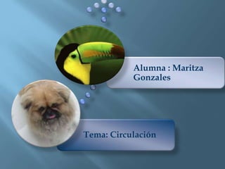 Alumna : Maritza
           Gonzales




Tema: Circulación
 
