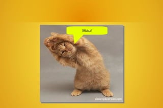 Miau!
 