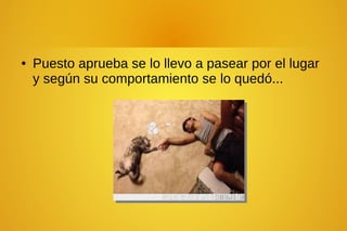 ● Puesto aprueba se lo llevo a pasear por el lugar
y según su comportamiento se lo quedó...
 