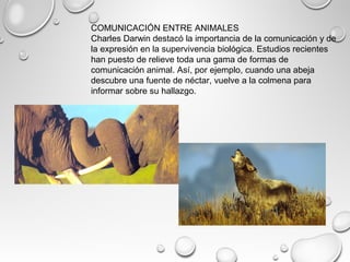 COMUNICACIÓN ENTRE ANIMALES
Charles Darwin destacó la importancia de la comunicación y de
la expresión en la supervivencia biológica. Estudios recientes
han puesto de relieve toda una gama de formas de
comunicación animal. Así, por ejemplo, cuando una abeja
descubre una fuente de néctar, vuelve a la colmena para
informar sobre su hallazgo.
 