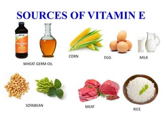 SOURCES OF VITAMIN E
WHEAT GERM OIL
CORN EGG MILK
SOYABEAN MEAT
RICE
 