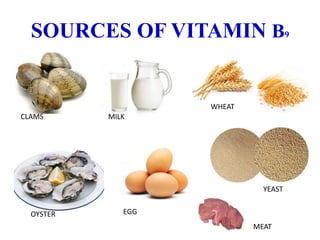 SOURCES OF VITAMIN B9
CLAMS MILK
OYSTER EGG
MEAT
YEAST
WHEAT
 