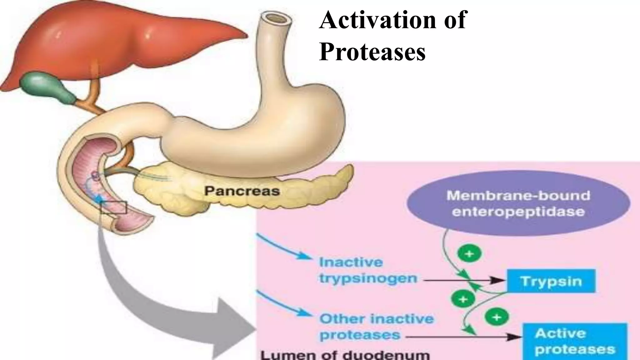 Activation of
Proteases
 