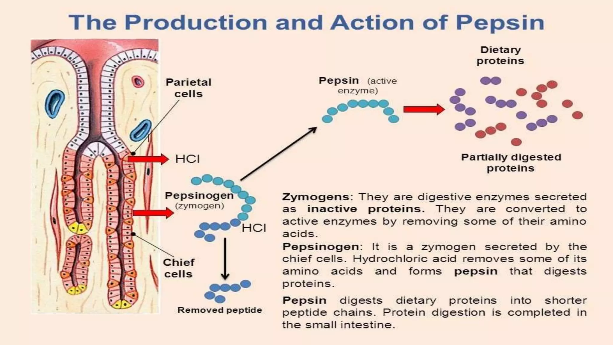 COVALENT MODIFICATION AND ZYMOGEN ACTIVATION