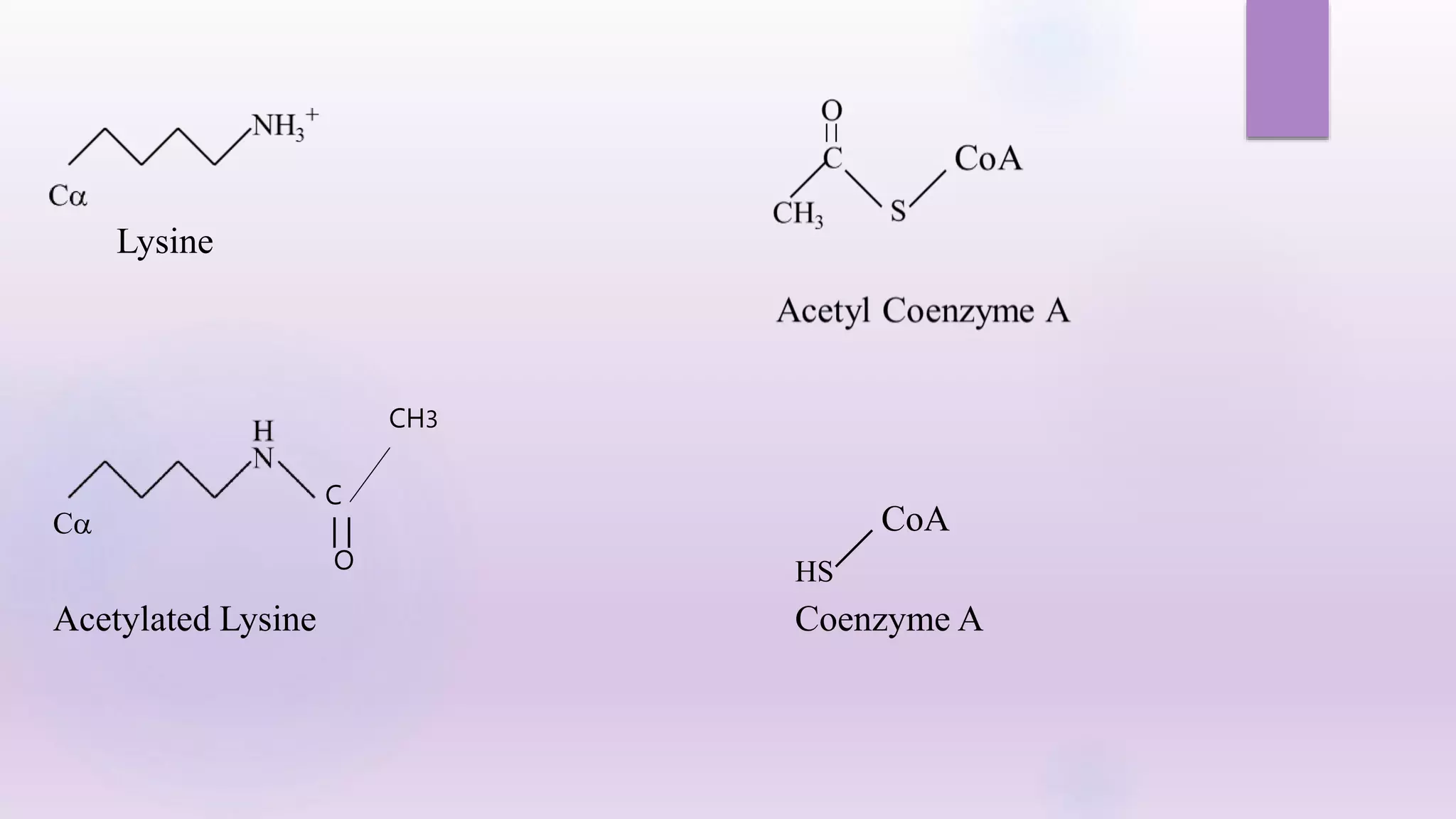 Lysine
C
CH3
Ca
O
Acetylated Lysine
HS
CoA
Coenzyme A
 