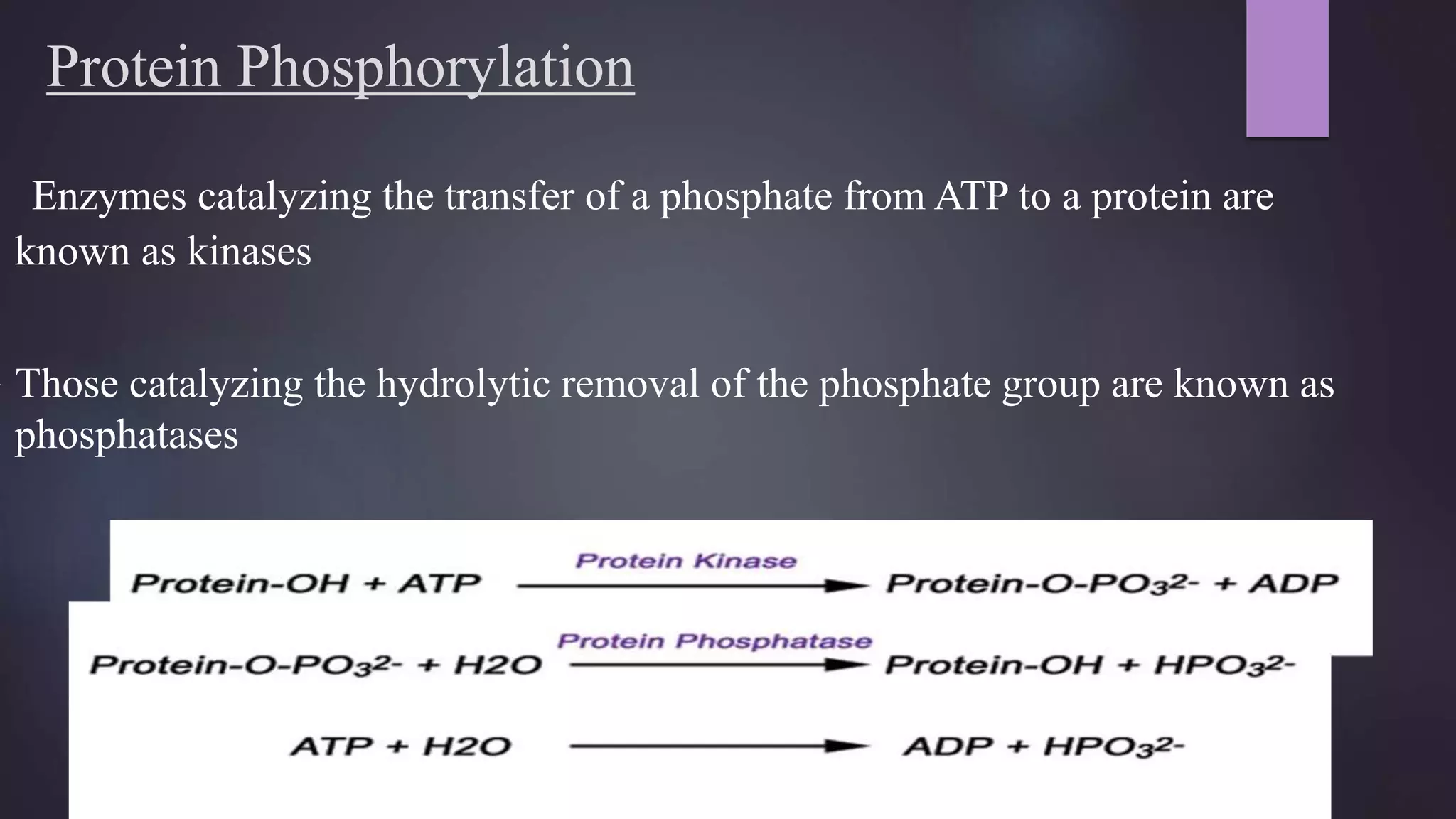 Protein Phosphorylation
Enzymes catalyzing the transfer of a phosphate from ATP to a protein are
known as kinases
 Those catalyzing the hydrolytic removal of the phosphate group are known as
phosphatases
 