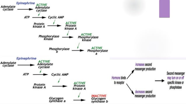 Covalent Modification And Zymogen Activation