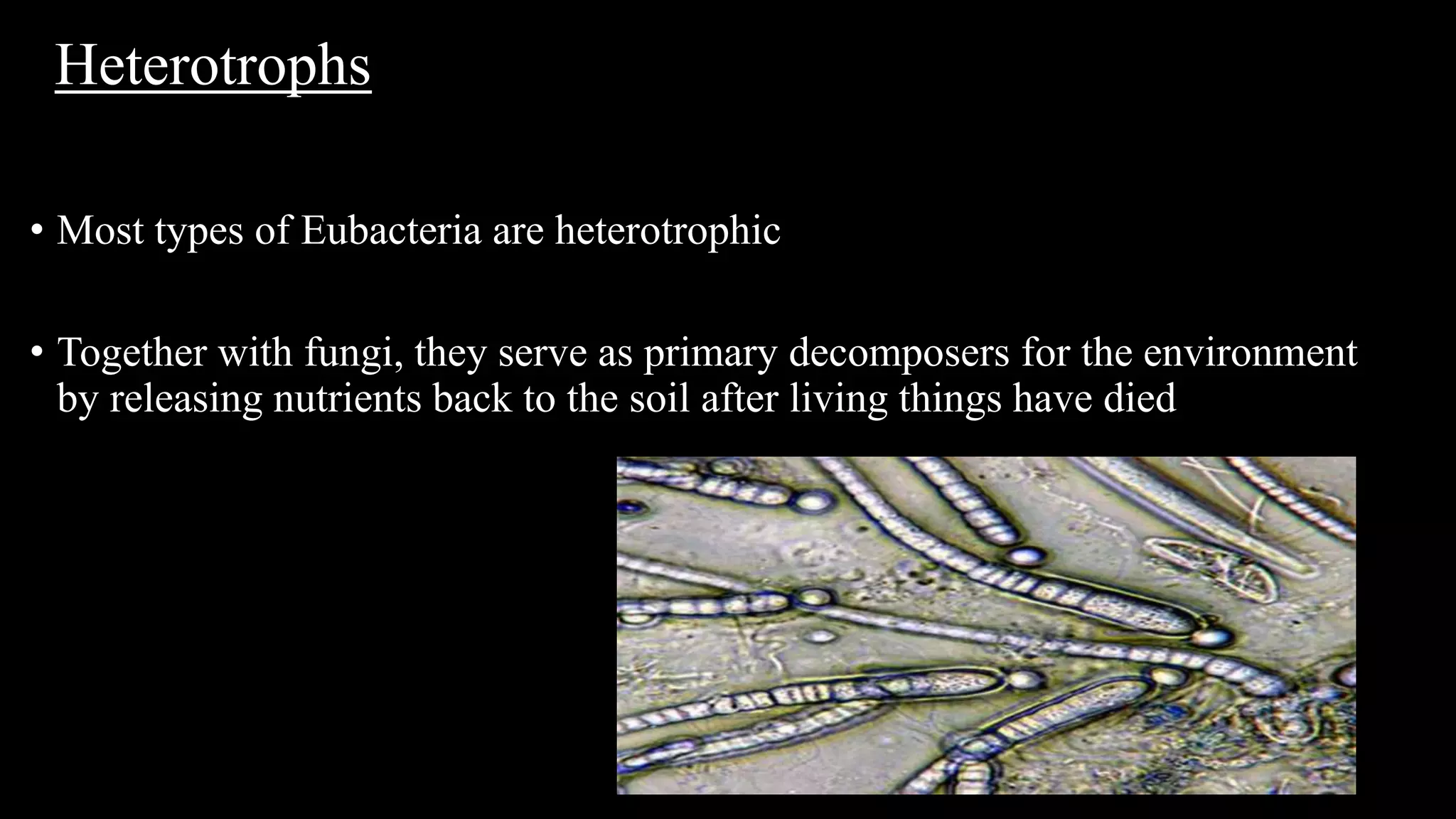 THE ARCHAEA | PPT | Free Download