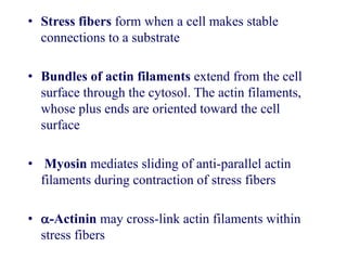 • Stress fibers form when a cell makes stable
connections to a substrate
• Bundles of actin filaments extend from the cell
surface through the cytosol. The actin filaments,
whose plus ends are oriented toward the cell
surface
• Myosin mediates sliding of anti-parallel actin
filaments during contraction of stress fibers
• -Actinin may cross-link actin filaments within
stress fibers
 