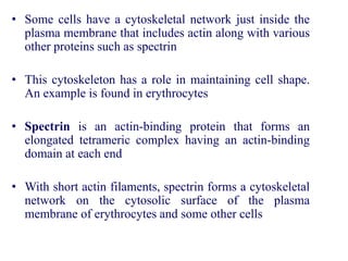• Some cells have a cytoskeletal network just inside the
plasma membrane that includes actin along with various
other proteins such as spectrin
• This cytoskeleton has a role in maintaining cell shape.
An example is found in erythrocytes
• Spectrin is an actin-binding protein that forms an
elongated tetrameric complex having an actin-binding
domain at each end
• With short actin filaments, spectrin forms a cytoskeletal
network on the cytosolic surface of the plasma
membrane of erythrocytes and some other cells
 